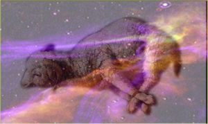 God's Demand of a Spotless Lamb